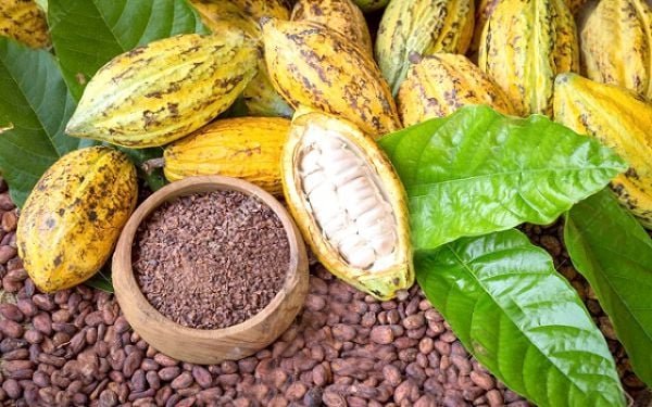 Ghana cocoa law reform debate highlighting farmer justice and COCOBOD monopsony reform