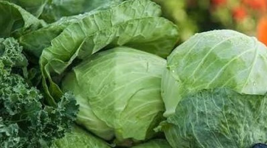 Cabbage