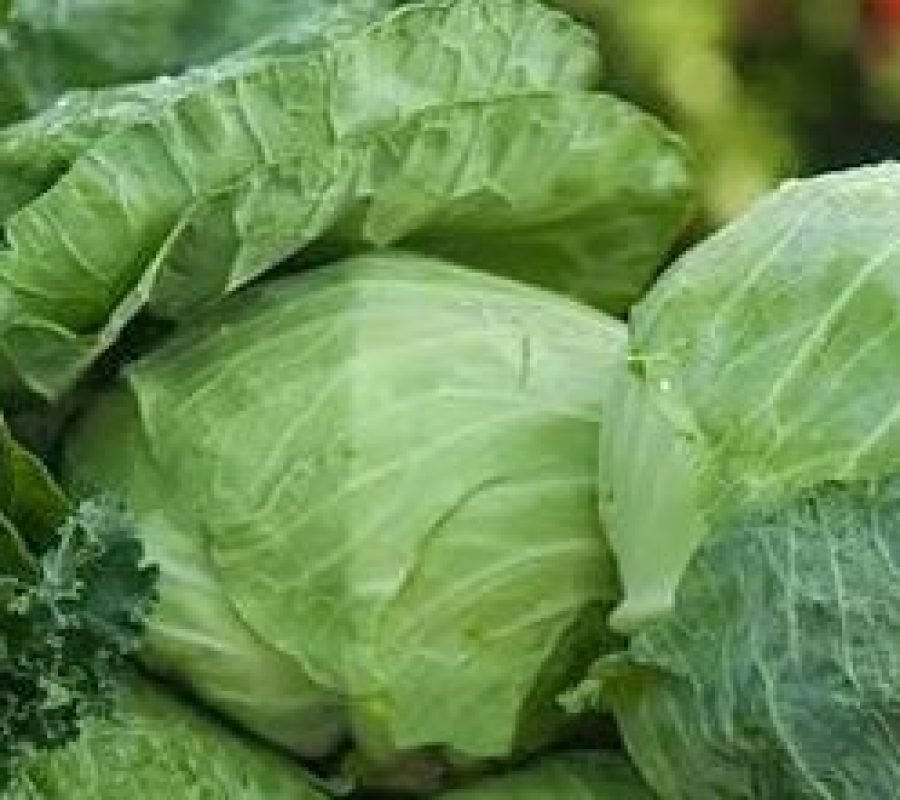 Cabbage