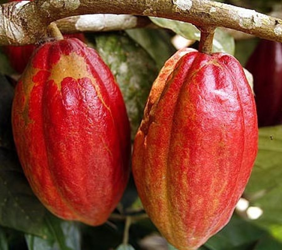 Cocoa