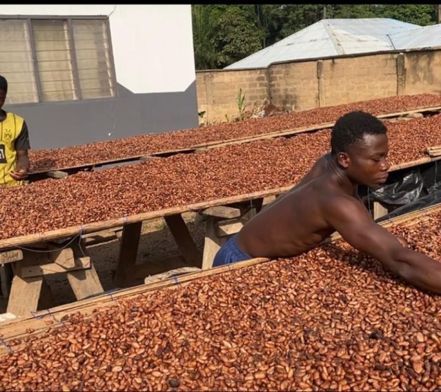 Cocoa-smuggling-fueled-by-delayed-payment-by-COCOBOD-Farmers-1024x584
