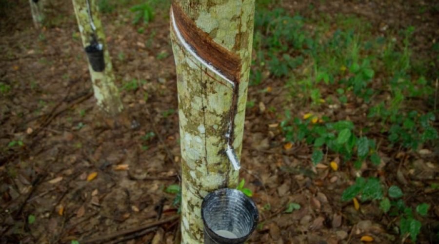 ANRAG Denies Monopoly Allegations Amid Rubber Export Forex Scrutiny