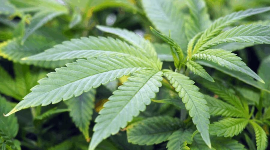 Ghana's Cannabis Industry Faces 2026 Make-or-Break Deadline