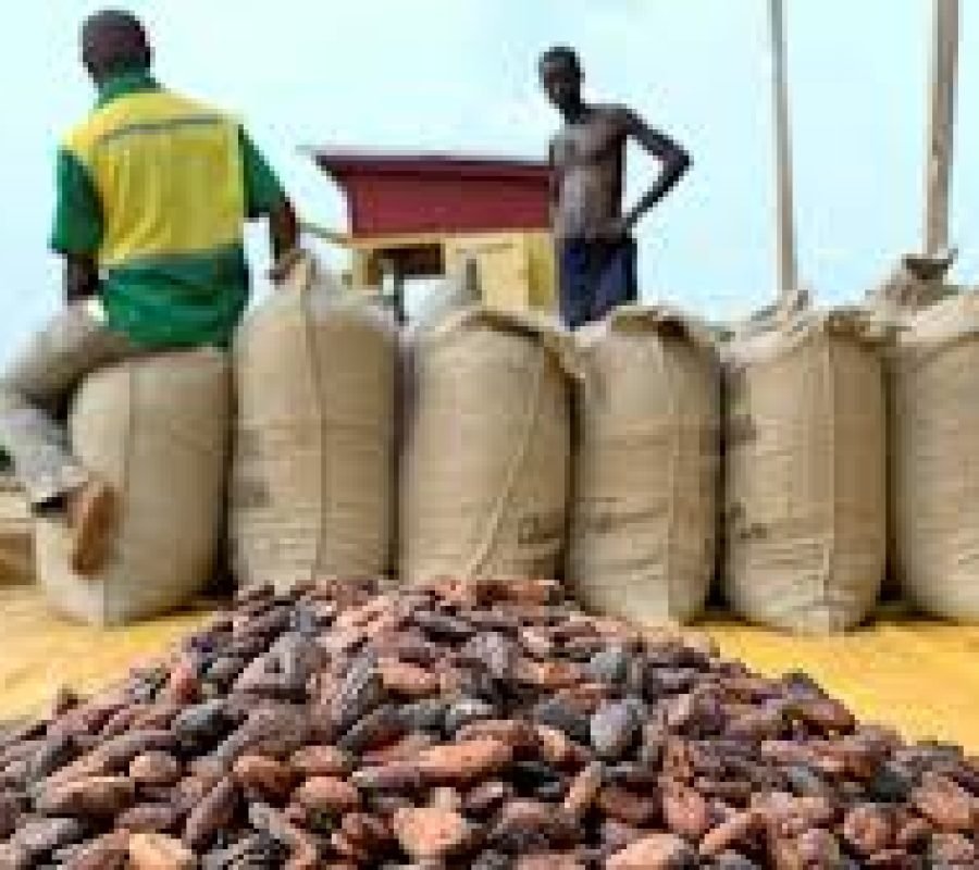 cocoa