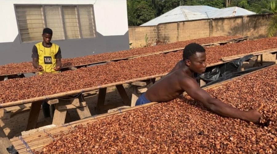 Cocoa Farmers Blame COCOBOD for Smuggling Crisis Due to Late Payments