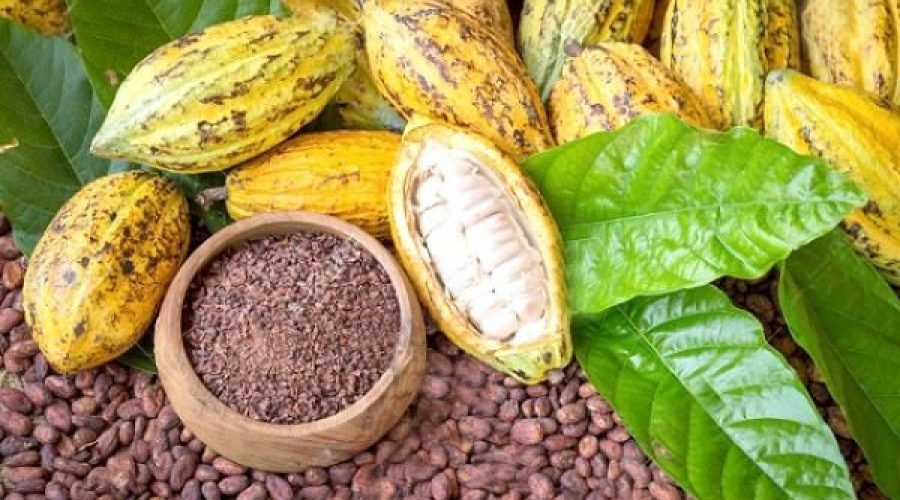 Ghana cocoa law reform debate highlighting farmer justice and COCOBOD monopsony reform