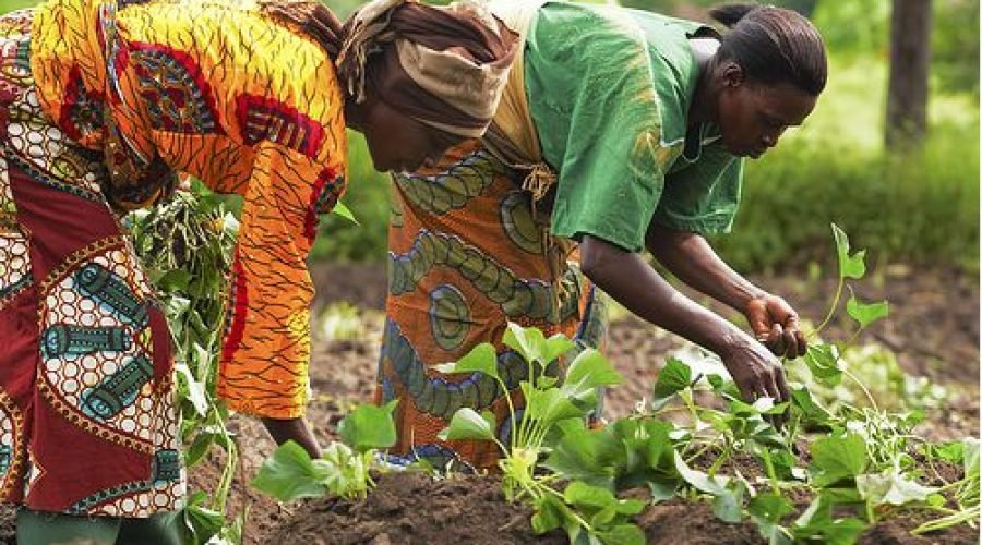 CRAG Celebrates Farmers' Day, Pushes Rice Self‑Sufficiency