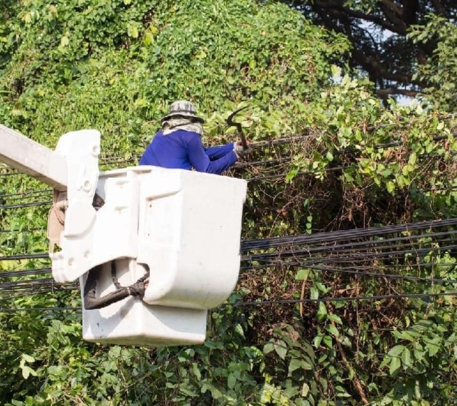 ECG vegetation control exercise clearing trees near power lines in Ashanti Region