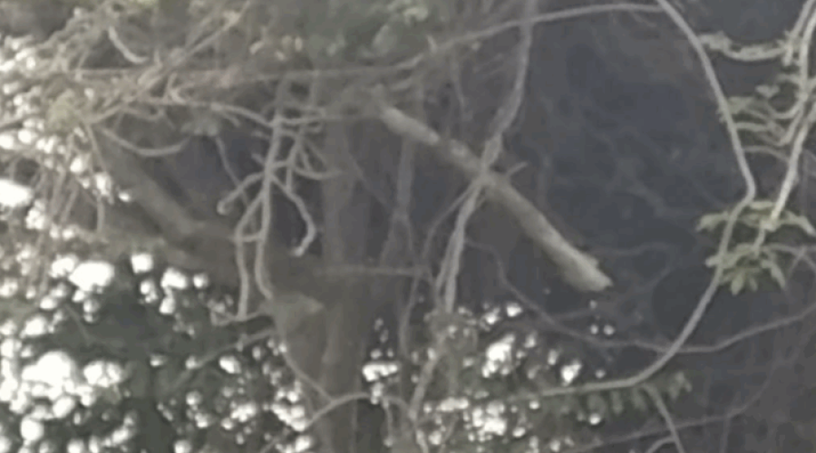 Wild Bees Attack Leaves One Dead, Another Critical