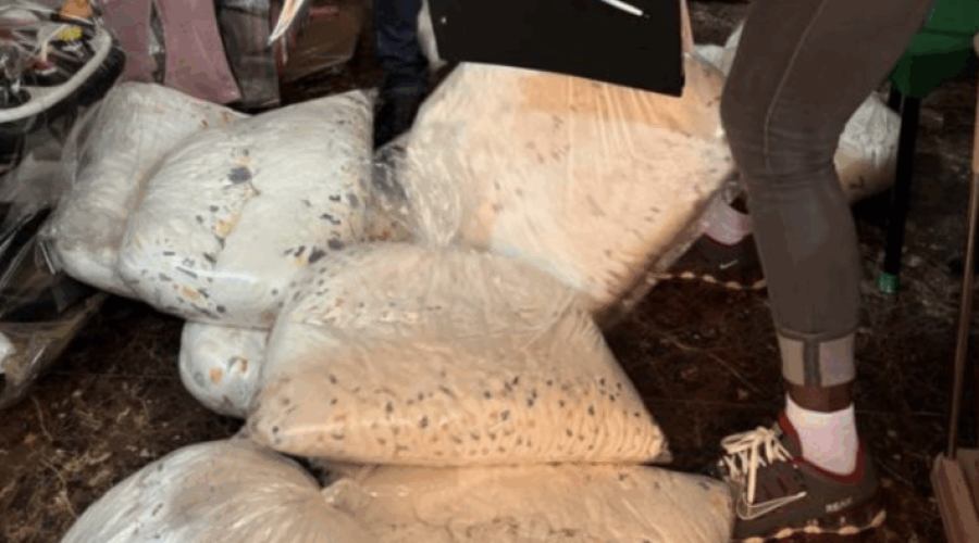 Eastern Regional FDA Cracks Down on Unregistered Baby Diapers