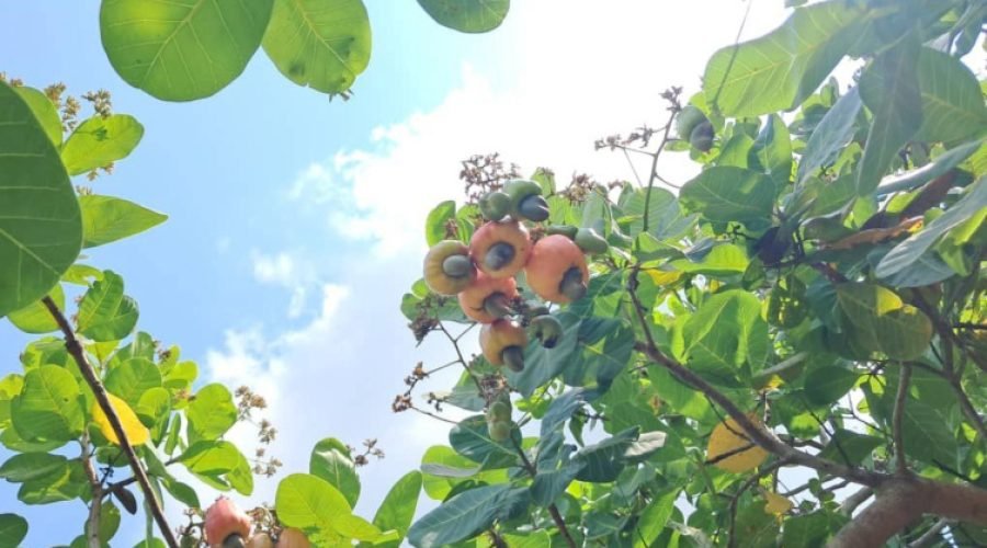 Cashew Farming in Ghana: Climate Boost or Food Risk?