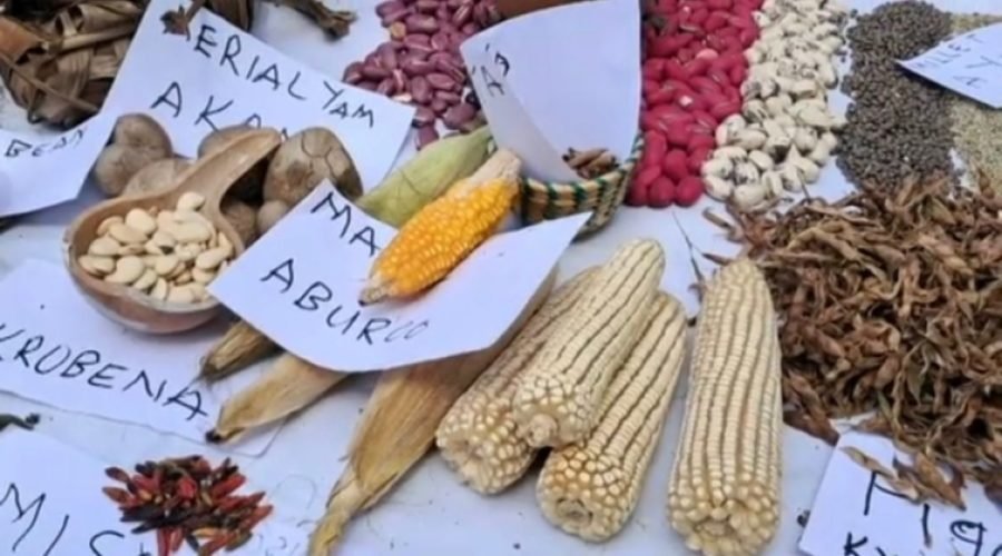 Ghana Protects Indigenous Crops in Renewed Sovereignty Drive