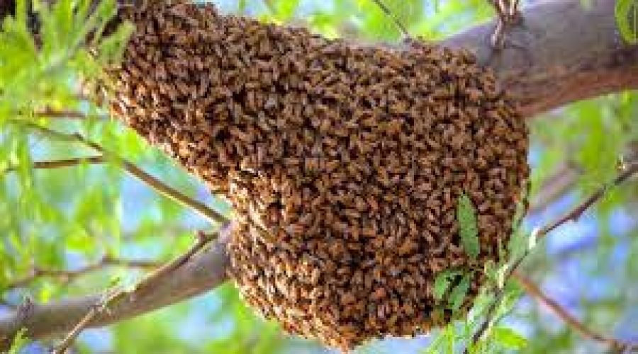 NDC Supporter Dies in Bee Attack