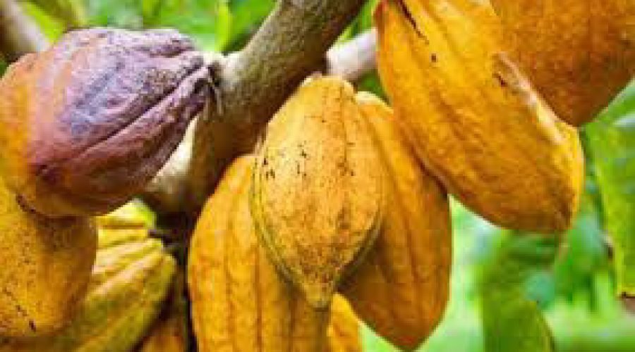 Ghana's Good Crop Conditions Boost Cocoa Prices