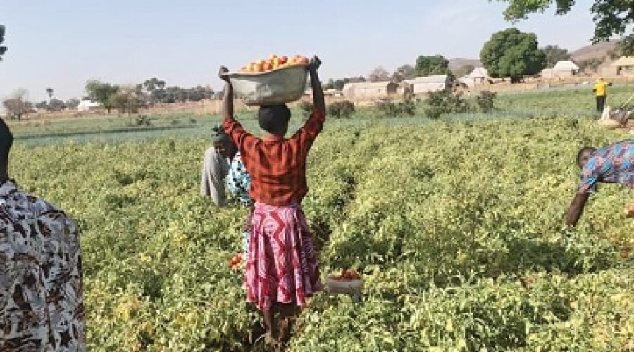 FSRP & FarmMate Tomato Partnership Harvests 240 Tonnes in Upper East